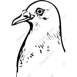 Elegant Pigeon