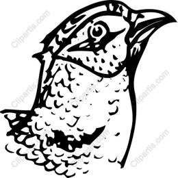 Bird Head