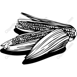 Stylish Corn Cobs