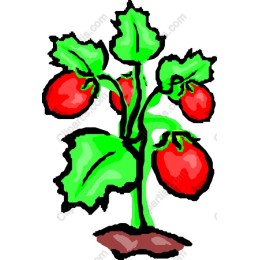 Vibrant Tomato Plant