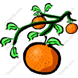 Lush Orange Tree