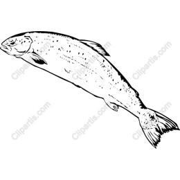 Elegant Fish