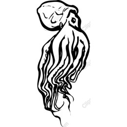 Jellyfish
