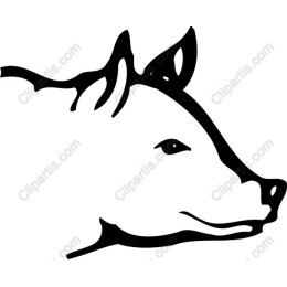 Bovine Head