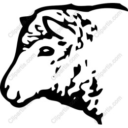 Elegant Sheep Head