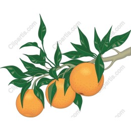 Lush Orange Branch