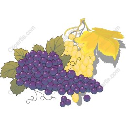 Vibrant Grapes