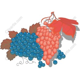 Vibrant Grapes