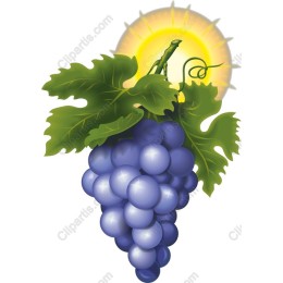 Vibrant Purple Grapes