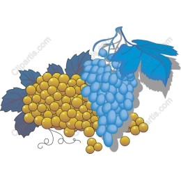 Grape - Yellow and Blue Delight