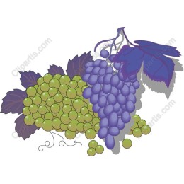 Vibrant Grapes
