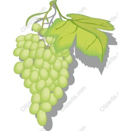 Fresh Green Grapes