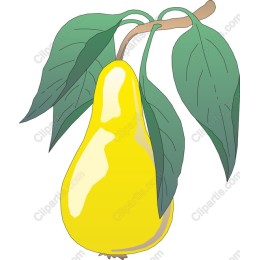 Ripe Yellow Pear