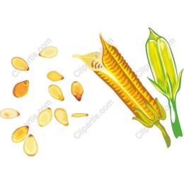 Corn - Fresh Corn on the Cob with Kernels