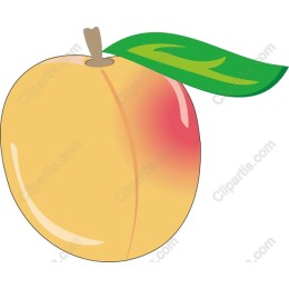 Vibrant Peach