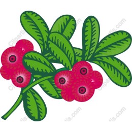 Luscious Red Berries
