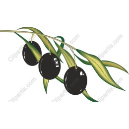 Mediterranean Black Olive Branch