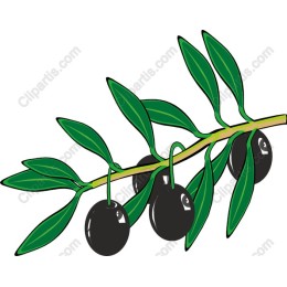 Elegant Olive Branch