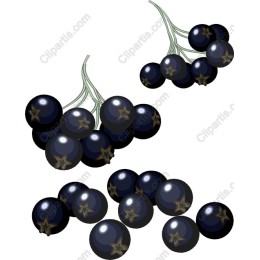 Blackcurrant