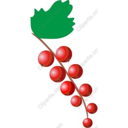 Red Currant