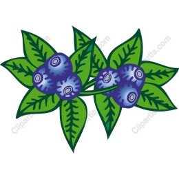 Blueberry Delight