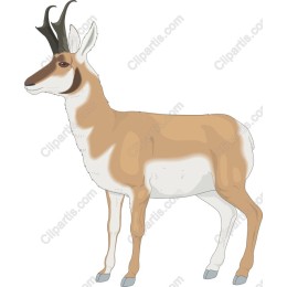 Pronghorn Antelope