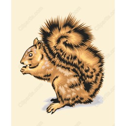 Charming Squirrel