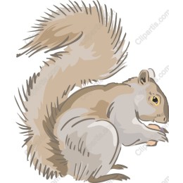 Charming Squirrel