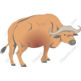 Majestic Buffalo