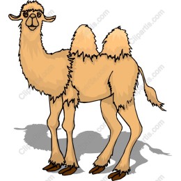 Playful Camel