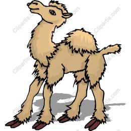 Playful Camel