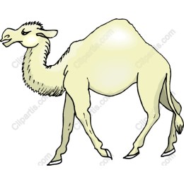 Charming Camel