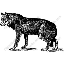 Majestic Wolf