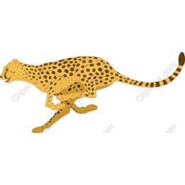 Cheetah in Motion