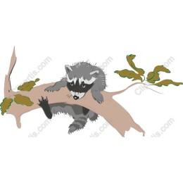 Adorable Raccoon