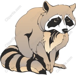 Charming Raccoon