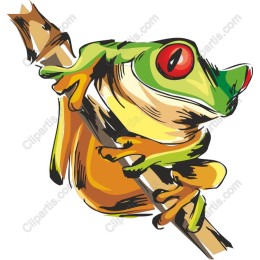 Colorful Frog