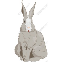 Charming Rabbit