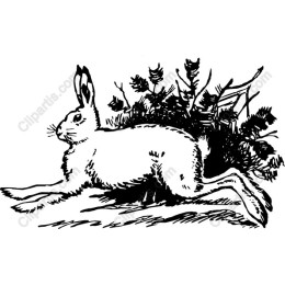 Serene Rabbit