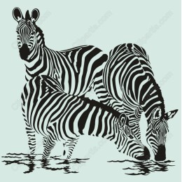 Trio of Zebras