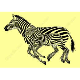 Zebra Duo
