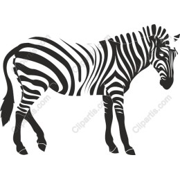 Black and White Zebra