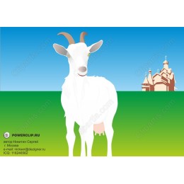 Serene White Goat