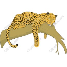 Majestic Leopard