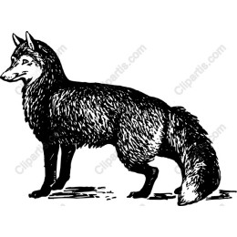 Vintage Fox