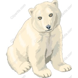 Charming Polar Bear