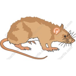 Charming Brown Rat