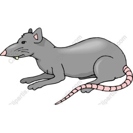 Playful Grey Rat