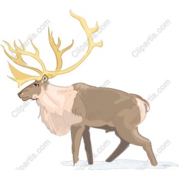 Majestic Reindeer