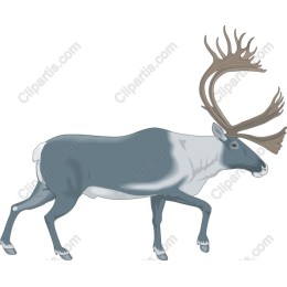Majestic Reindeer